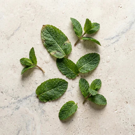 Mentha spicata (Grüne Minze) — der Pflanzenextrakt, der Androgene senkt und hormonelle Akne beruhigt